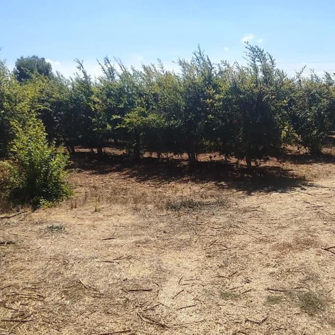Olive Grove Cottage Skalani Knosos Luaran gambar