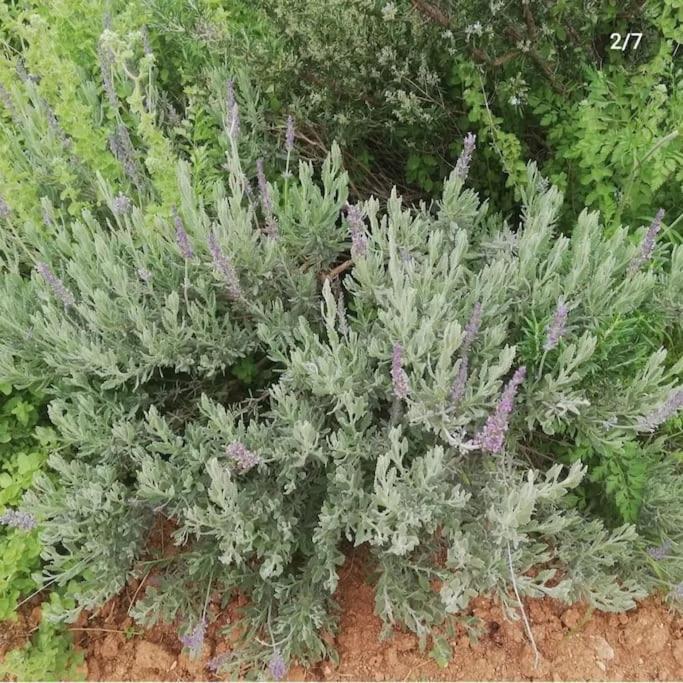 Olive Grove Cottage Skalani Knosos Luaran gambar