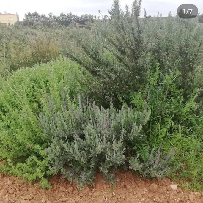 Olive Grove Cottage Skalani Knosos Luaran gambar