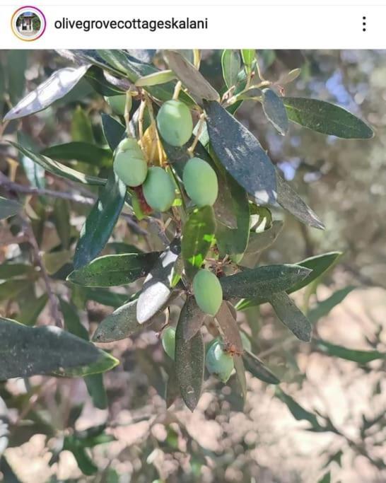 Olive Grove Cottage Skalani Knosos Luaran gambar