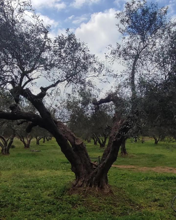 Olive Grove Cottage Skalani Knosos Luaran gambar