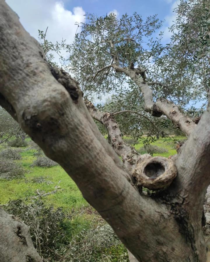 Olive Grove Cottage Skalani Knosos Luaran gambar